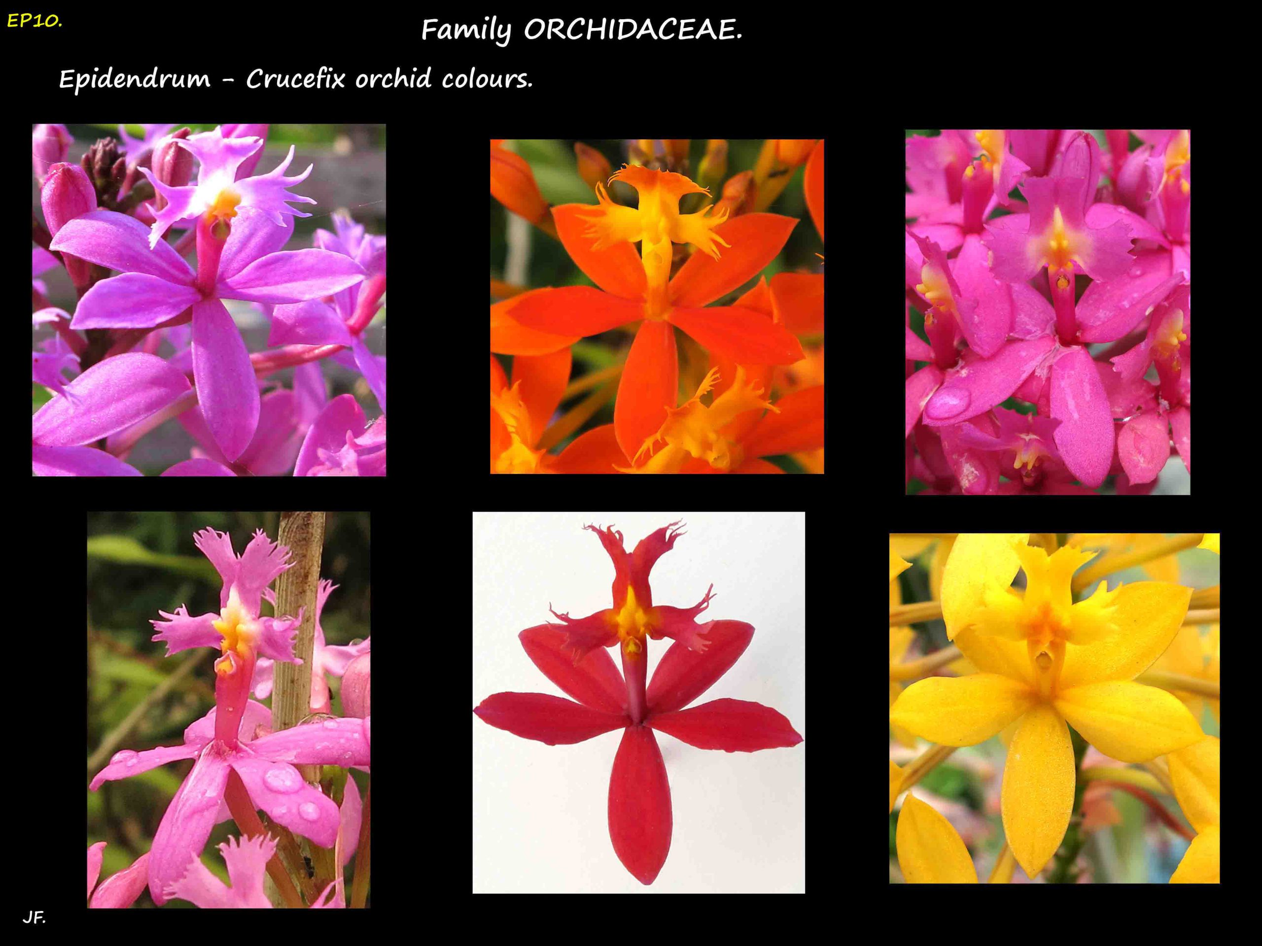 10 Epidendrum colours